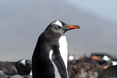 Eselspinguin (13 von 97).jpg